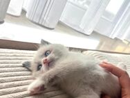 Wunderschöne Ragdoll Kitten - Aachen