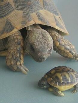 Griechische Landschildkröten Babys - Pettendorf