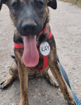 💚 KAY 💚 - WO IST MEINE FAMILIE? - Alfeld (Leine)