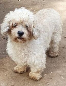 Bailey° in 65195 Wiesbaden - Wolfhagen