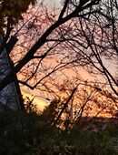 Liebevolle Familie sucht kleinen Hund in 04357