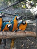 Gelbbrustara aus Hobbyzucht in 17349