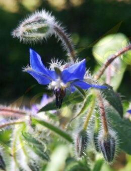 Borretsch Samen mehrjährig Borretschblüten winterhart Gurkenkraut Borretschsamen Gartenkräuter essbate Pflanze Blumensamen heimisch Muttertag Geschenk Satgut blaue Blüten Bienen Hummeln pflegeleicht Saat seed flower garden seeds Blumenwiese - Pfedelbach