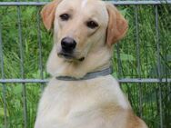 Fanny, Pflegestelle in Hessen - Bad Vilbel
