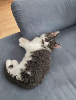 Besondere Kätzchen – Devon Rex-Mix mit Hauskatze – suchen ein liebevolles Zuhause - Mönchengladbach