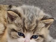 BKH Katzenbabys 2Männchen reserviert,1Weibchen +1Männchen frei - Köln