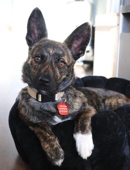 kl. Prinzessin sucht für immer Zuhause - Berlin