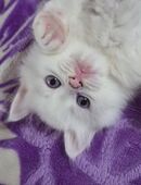 Katzen suchen ein Zuhause in 22455