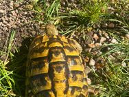 Griechische Landschildkröten - Pirmasens