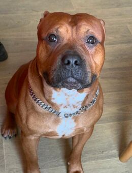 Balu sucht ein zu Hause - Burg (Sachsen-Anhalt)