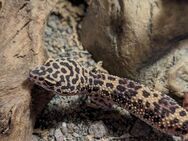 Leopardengecko mit Terrarium - Braunschweig