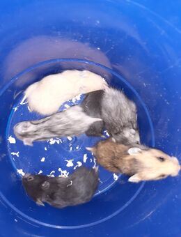 Hamster Babys abzugeben - Meißen