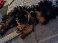 Chihuahua Pudel Mix - Bad Schwartau