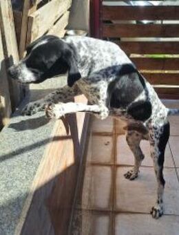 Nestos - freundlich und menschenbezogen - Mettmann