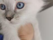 Ragdoll Kitten - Gochsheim