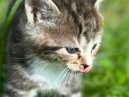 Kitten zu vermitteln - Grebenau