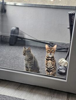 Bengal katze - Troisdorf