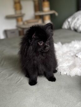 Pomeranian Berry sucht liebevolles Zuhause - Wiesbaden Frauenstein