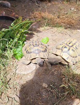 Griechische Landschildkröten, männlich abzugeben. - Bargteheide