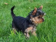 Yorkshire-Terrier Welpe Rüde, reinrassig mit Ahnentafel aus kontrollierter Zucht, Abgabebereit - Garrel