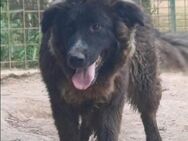 Isabeau💛💛💛 möchte Familienhund werden - Bad Karlshafen