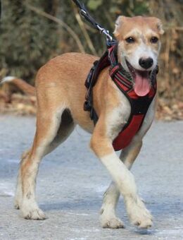 Pikachu wünscht sich eine eigene Familie - Grevenbroich