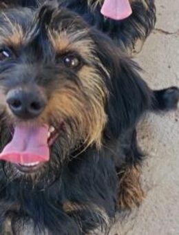 Liebenswerter Zulu sucht Zuhause - Olsberg
