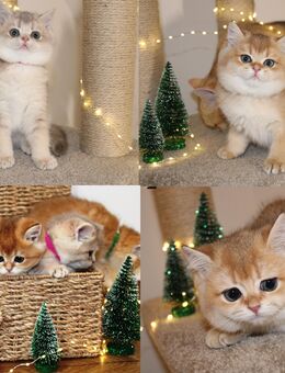 Süsse Bkh Kitten golden shaded, golden blue Katze Kater mit Stammbaum - Petersberg (Hessen)