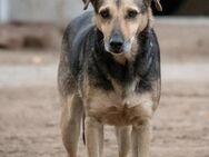 Schäferhund mix Arthur sucht ein Sofa - Stuttgart