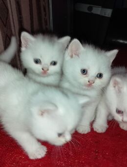 Reinrassige British Kurzhaar Kitten – Weiß – Abzugeben ab Juli - Schierling