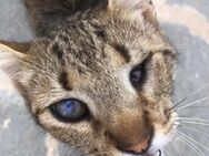Bebe, neugierige Frohnatur, ca. 3 Jahre - Vaterstetten