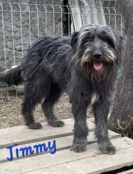 Jimmy sucht ein Zuhause - Egestorf