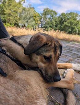 freundl. Hündin, Nena sucht ihre Familie - Berlin
