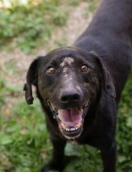 PABLO - aufgeschlossen und freundlich - Overath