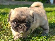 Mops Welpen ( Mopswelpen . Altdeutsche Mops ) - Beckingen