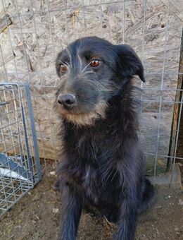 🆘 Sanfte Heather sucht Schutz 🆘 - Eislingen (Fils)