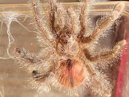 Avicularia huriana 01.1.0 Pärchen - Lübtheen Zentrum