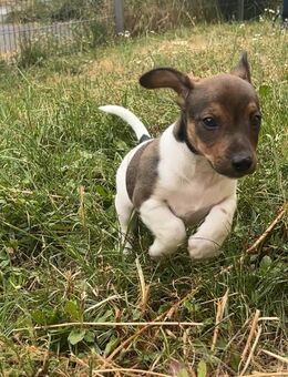 Wunderschöner, reinrassiger Jack Russel Terrier Welpe 1. Monat - Nürnberg