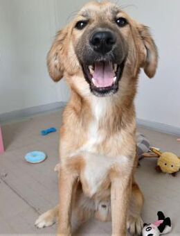 🐶Verspielter Junghund Rusty💚 - Eislingen (Fils)