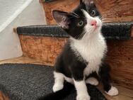 Katzen sucht ein liebevolles Zuhause - Pforzen