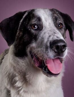 Teddy versteht sich mit Allen und Jedem - Laatzen