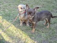 Hübsche Pomchi Chihuahua suchen neue Spielwiese - Dresden