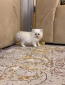 British Langhaar Baby in 21465