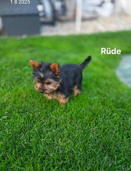 Yorkshire Terrier Rüde / Chip - Simbach