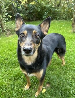 Schüchterner Henry - Eichenzell