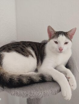 Kater in liebevolle Hände abzugeben - Eschwege