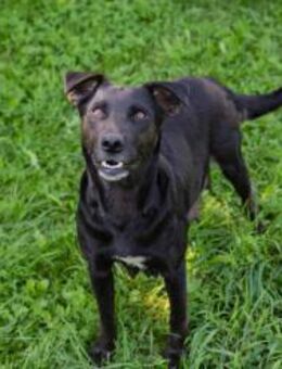 AVA - nett, kuschelig und sozial - Overath