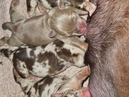 Wunderschöne American Bully Welpen suchen ein liebevolles Zuhause auf Lebenszeit!! - Ludwigshafen (Rhein)