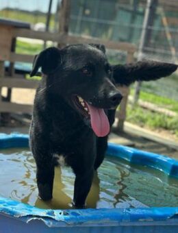 ALLY🩵fröhlicher Wasserfan mit Herz - Hamburg