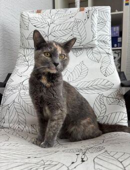 Nala aus dem Tierschutz - Grevenbroich